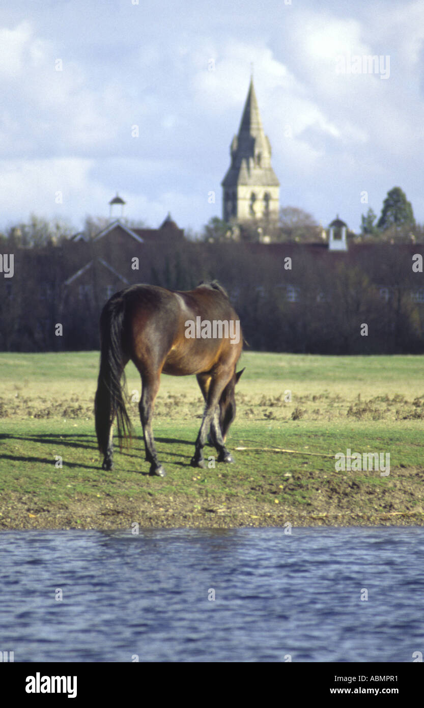 Ein Pferd mit gekreuzten Vorderbeinen Weiden neben Themse und Wolvercote Kirche Kirchturm, Port Wiese, Oxford, England 2003 Stockfoto