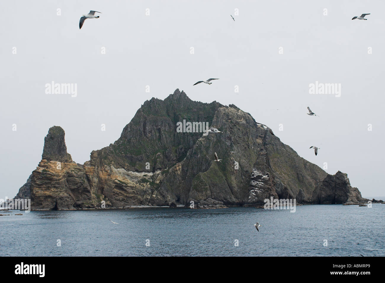 Möwen Larus sp fliegen neben Dokdo oder Takeshima Insel Territorialstreits zwischen Japan und Südkorea Korea East Sea Stockfoto