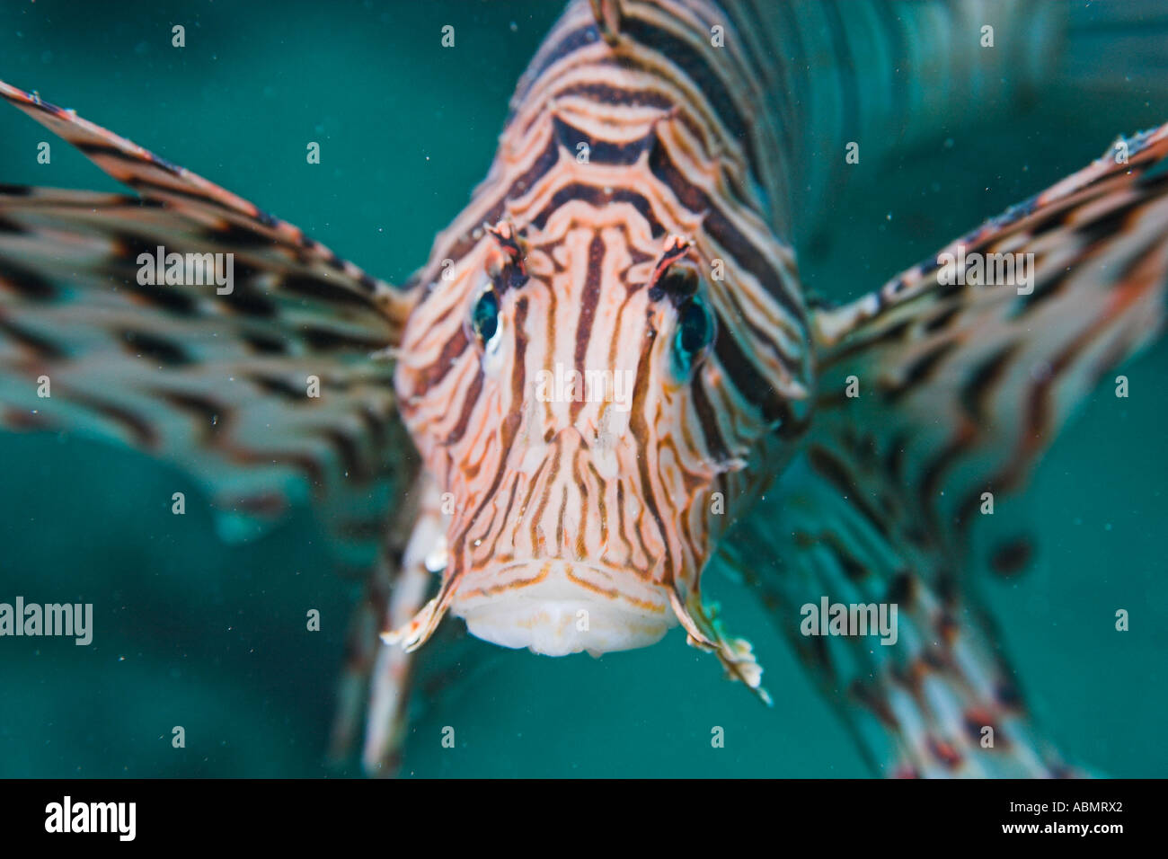 Luna-Löwe Fische Pterois Lunulata Kopf Detail Seopsom Insel Jeju tun Südkorea Ostmeer oder Meer von Japan Stockfoto