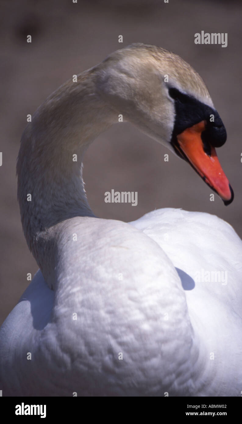 Mute Swan Lake Toya Hokkaido Japan Stockfoto