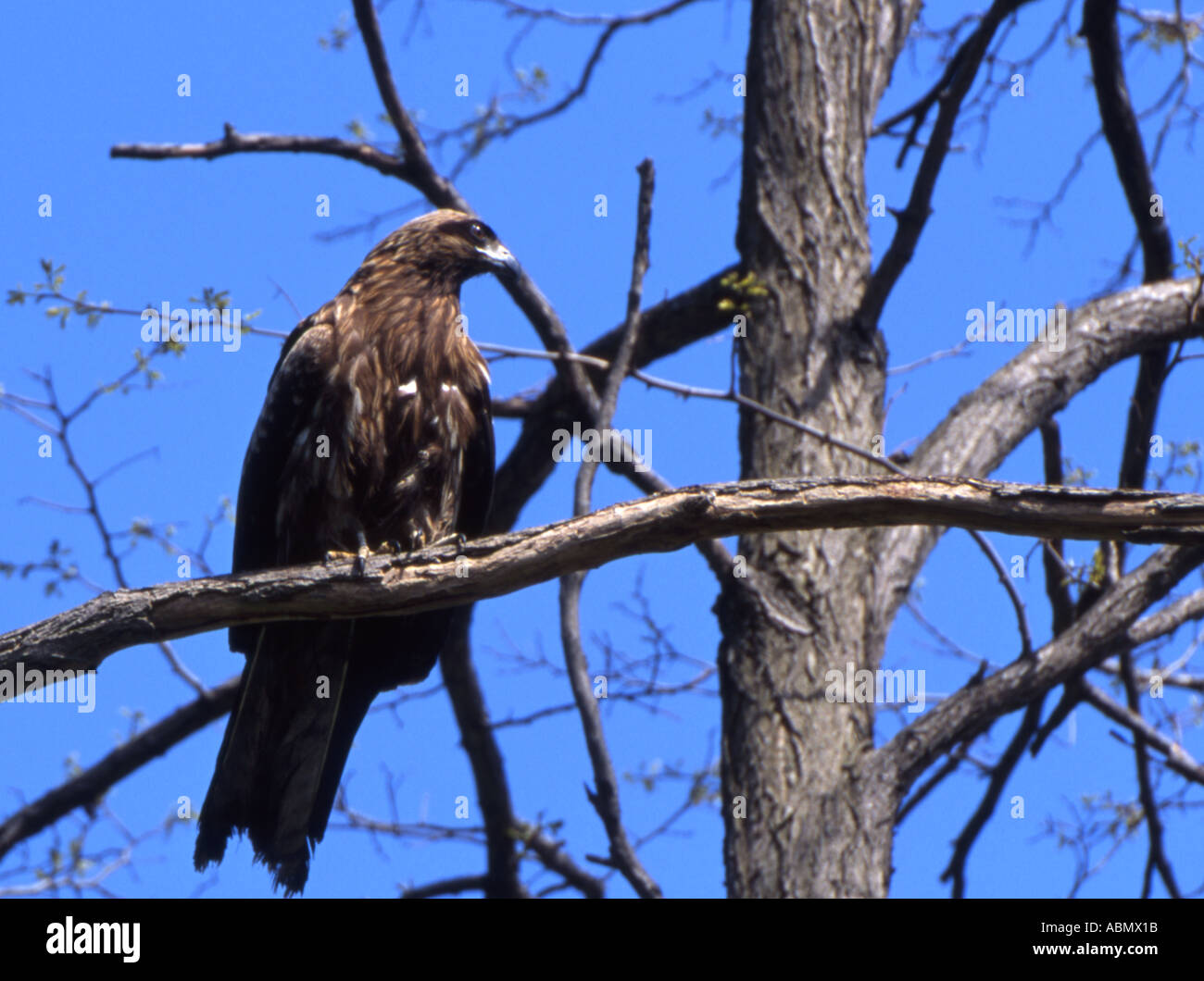 Schwarzmilan Tobi sitzt im Baum Hokkaido Japan Stockfoto