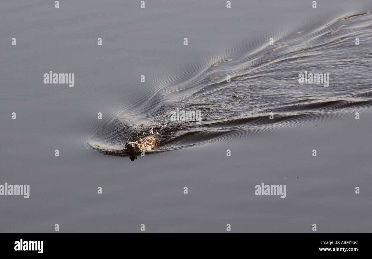 Bilder bisamratte Fotos und Bildmaterial in hoher Auflösung Alamy
