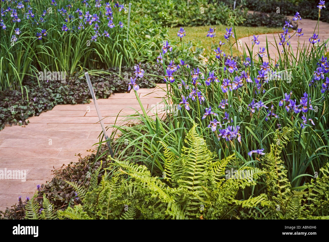 Blaue Iris Blumen mit Farnen und Gartenweg Stockfoto