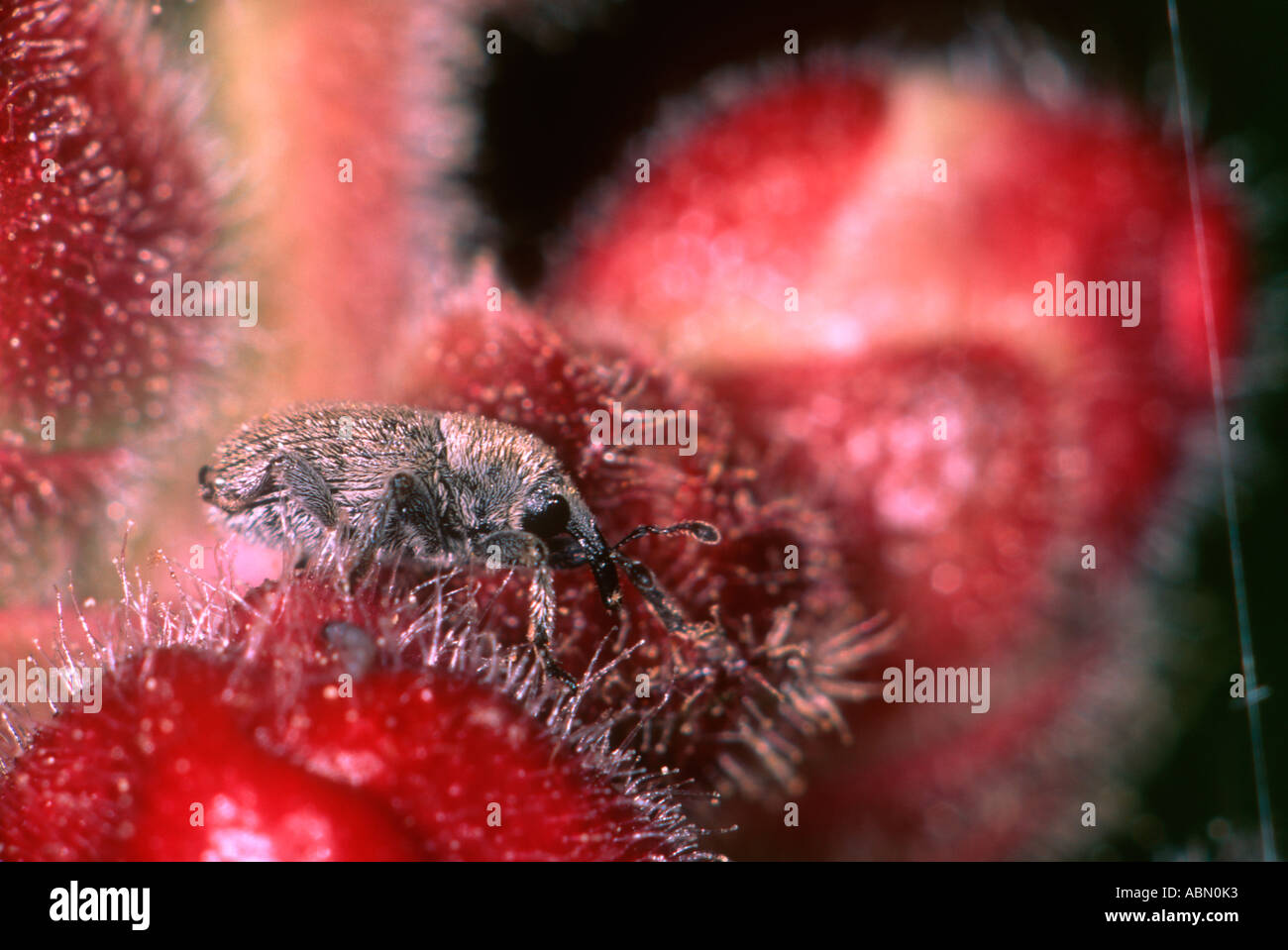 Rüsselkäfer, Familie Curculionidae. Auf Blume Stockfoto