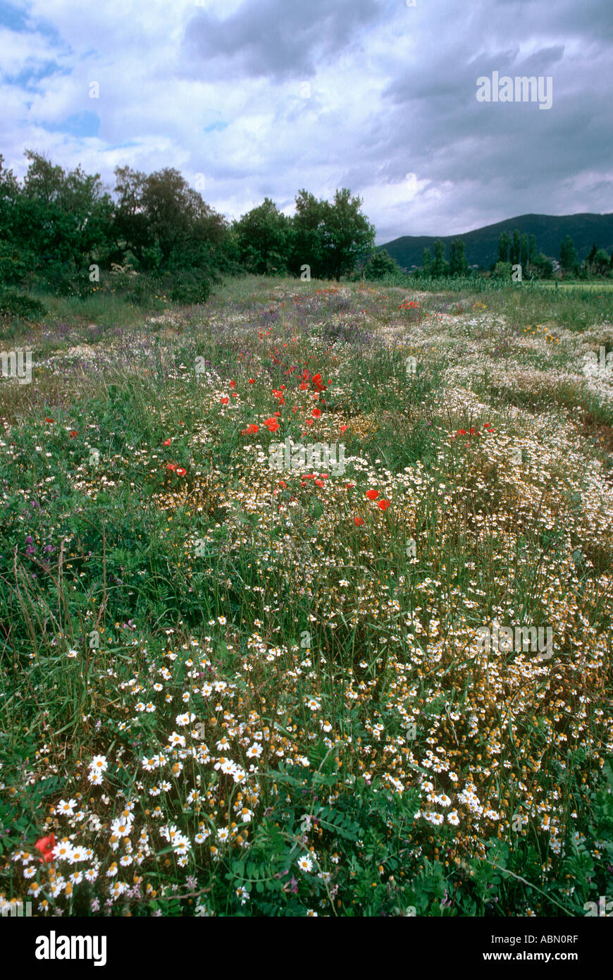 Wiese mit blühenden Kamille (Matricaria Chamomilla) Pyrenäen. Spanien Stockfoto