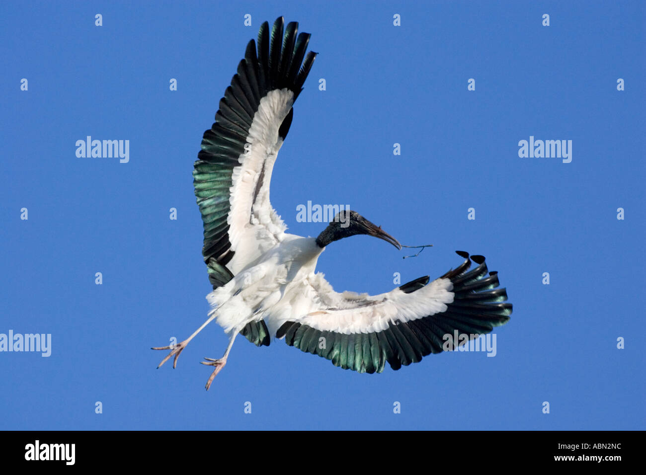 Holz-Storch Erwachsenen Vogel im Flug kommen, um mit Verschachtelung Materail landen Stockfoto