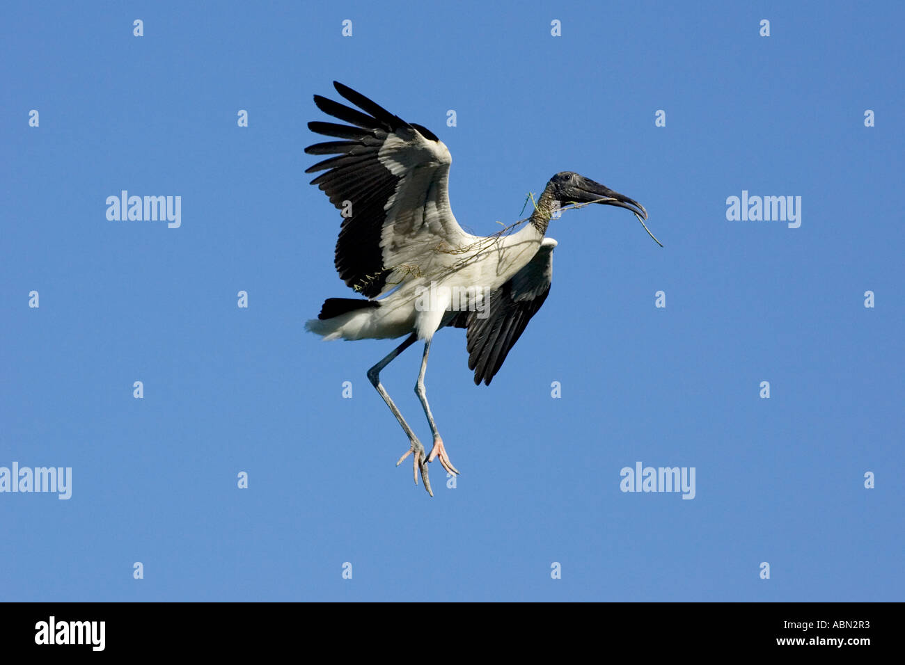 Holz-Storch Erwachsenen Vogel im Flug kommen, um mit Verschachtelung Materail landen Stockfoto