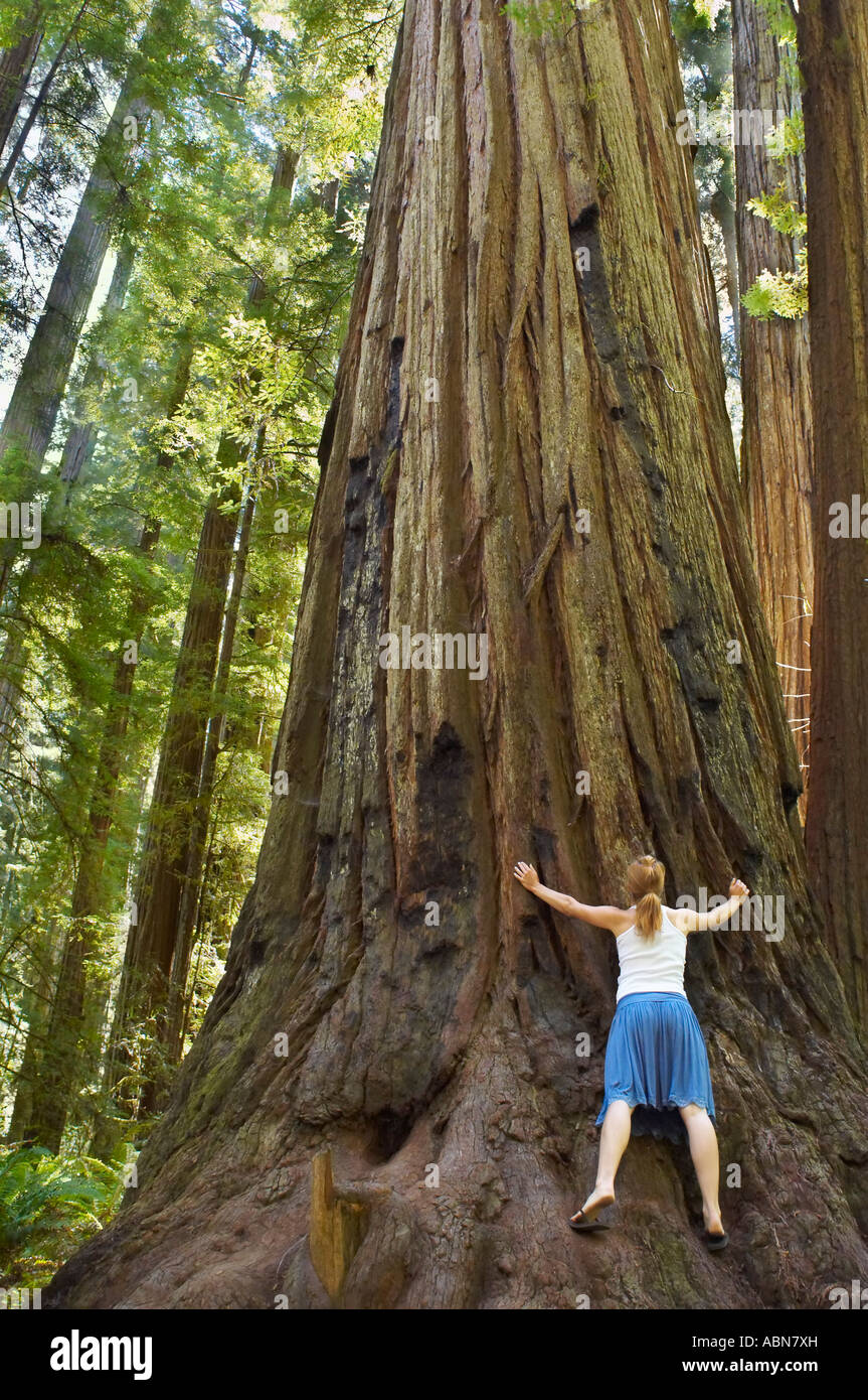 Frau umarmt Redwood-Baum, Humboldt Redwoods State Park, Kalifornien, USA Stockfoto