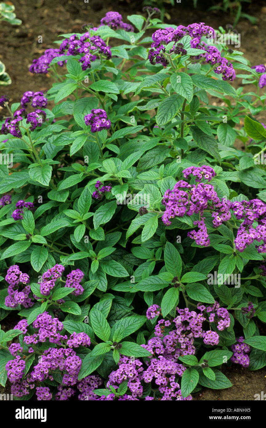 Heliotropium Prinzessin Marina Stockfoto