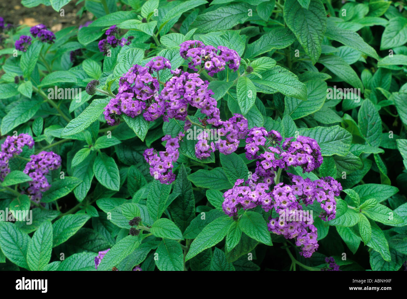 Heliotropium Prinzessin Marina Stockfoto