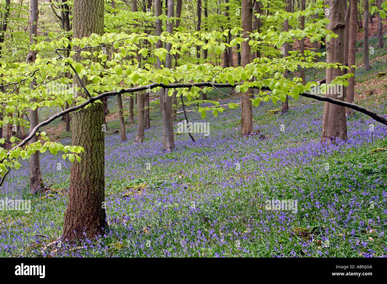 Gemeinsamen Glockenblumen, Buchenwälder, Dorset, UK. Europa.  (Hyacinthoides non-Scripta) Stockfoto