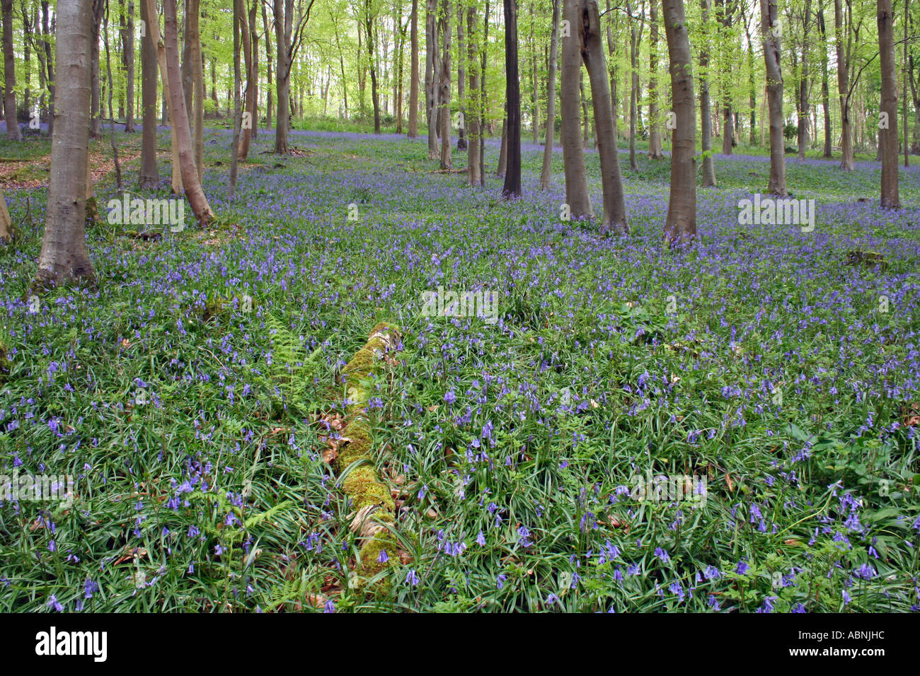 Gemeinsamen Glockenblumen, Buchenwälder, Dorset, UK. Europa.  (Hyacinthoides non-Scripta) Stockfoto