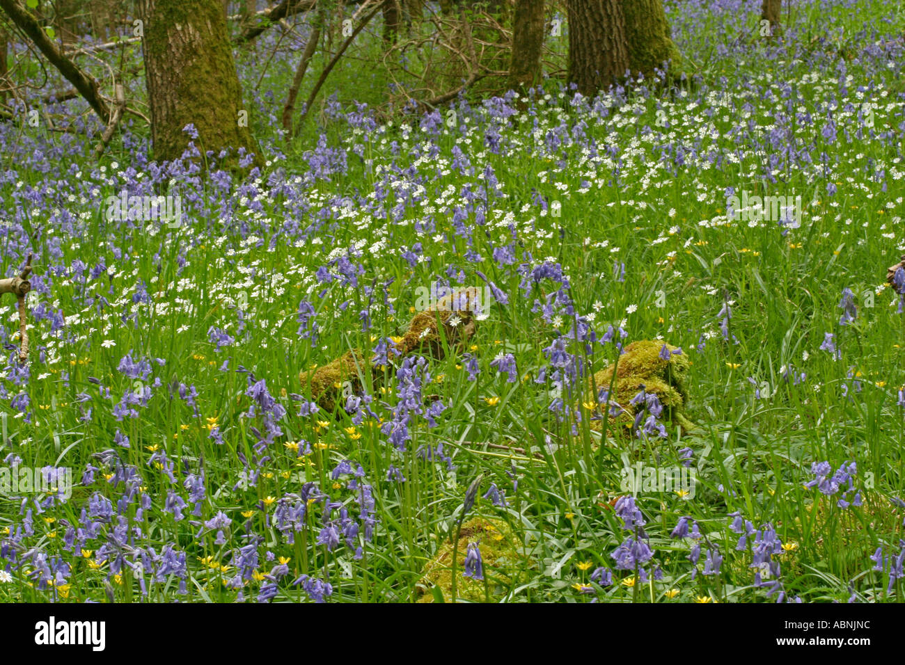 Stichwort und Glockenblumen, Dorset, UK. Europa Stockfoto