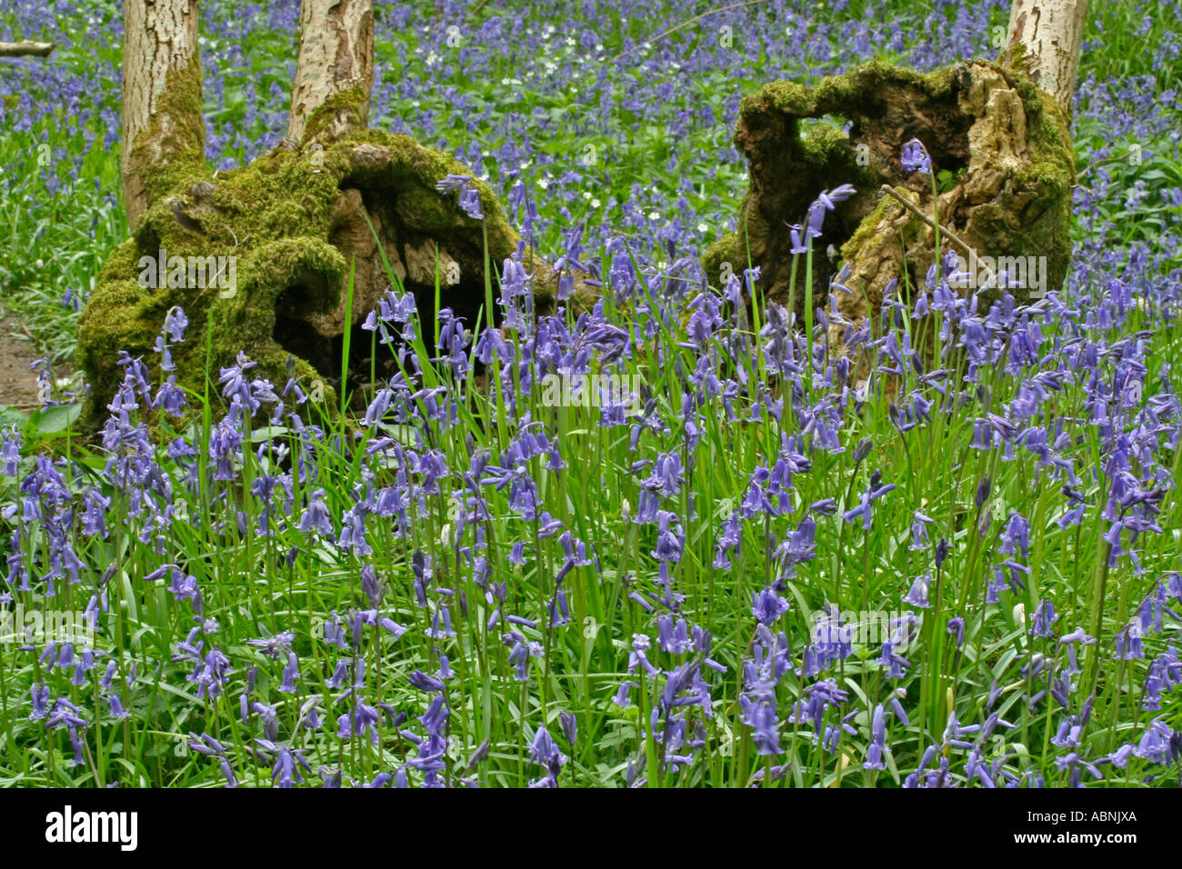 Gemeinsamen Glockenblumen in Woodland, Dorset, UK. Europa Stockfoto