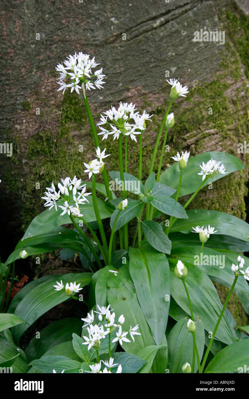 Bärlauch Pflanze in Blüte, Dorset, UK (Allium Ursinum} Stockfoto