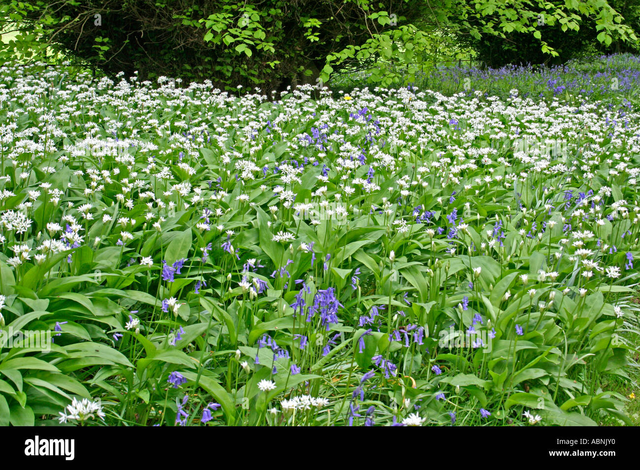 Bärlauch & Glockenblumen in Woodland, Dorset, UK. Europa (Allium Ursinum} Stockfoto