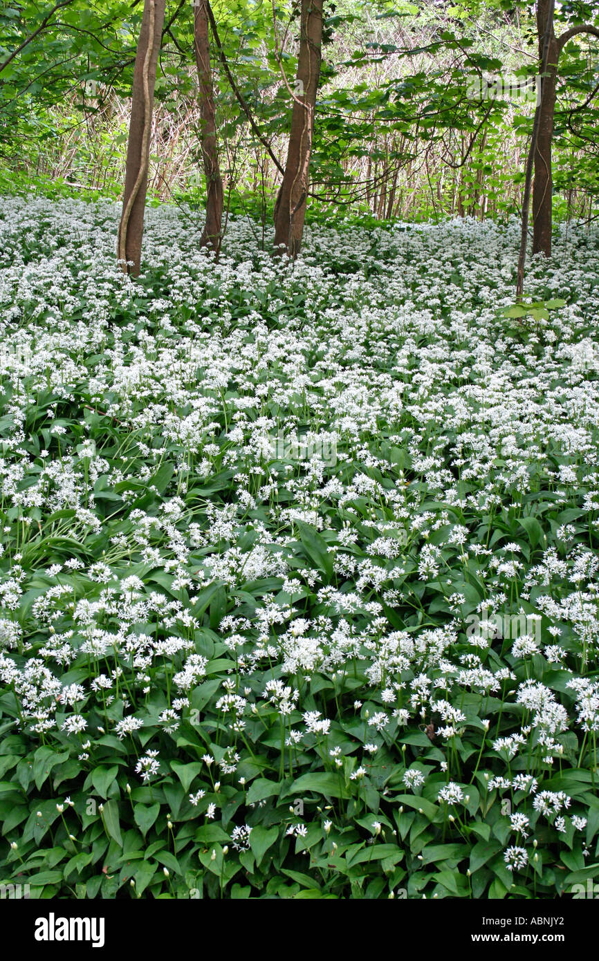 Bärlauch im Wald, Dorset, UK. Europa (Allium Ursinum} Stockfoto