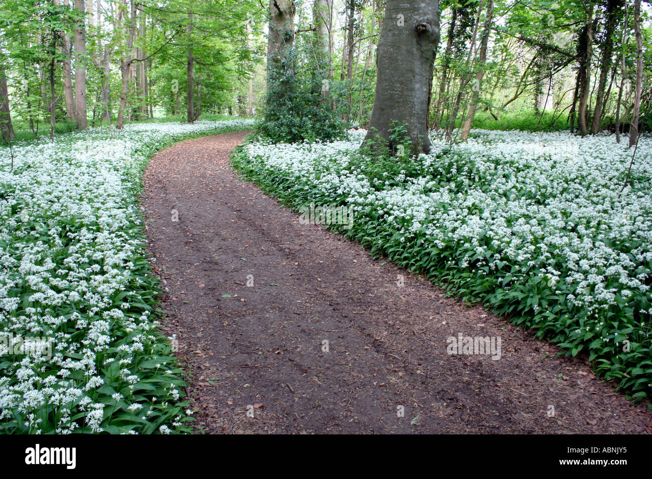Woodland-Track mit Bärlauch (Allium Ursinum) in Dorset, England. Europa Stockfoto