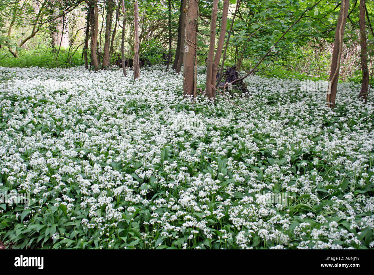 Bärlauch im Wald, Dorset, UK. Europa (Allium Ursinum} Stockfoto