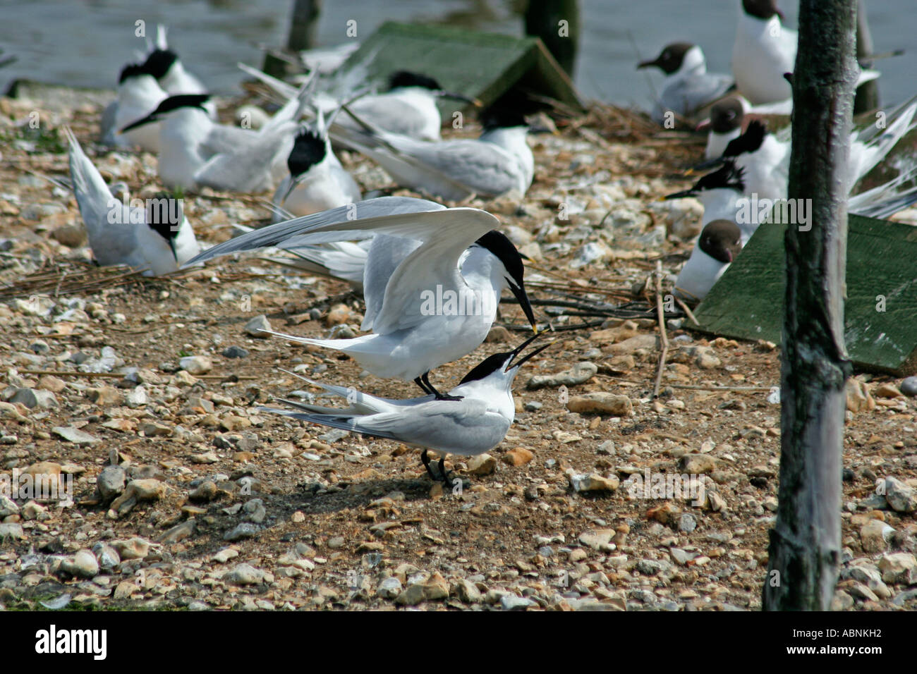 Brandseeschwalbe Paarung Ritual, Dorset, UK. Europa Stockfoto