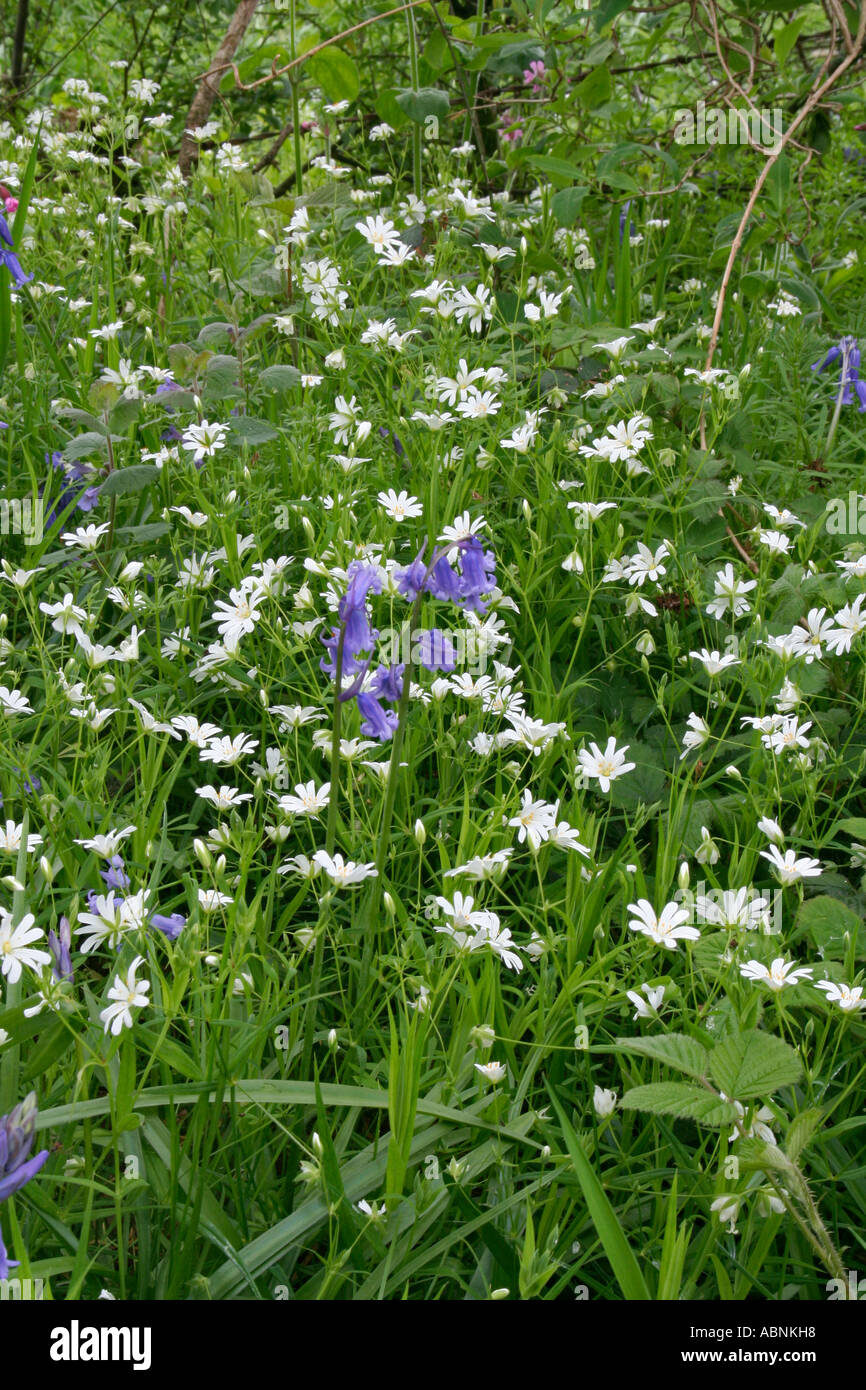 Stichwort und Glockenblumen, Dorset, UK. Europa Stockfoto