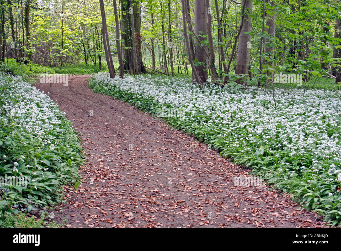 Woodland-Track mit Bärlauch (Allium Ursinum) in Dorset, England. Europa Stockfoto