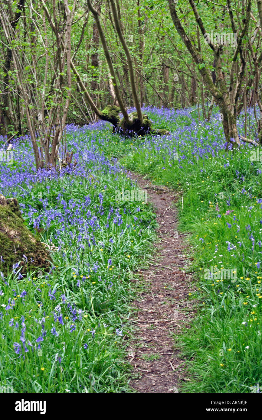 Wanderweg im Wald Bluebell, Dorset, UK. Europa Stockfoto