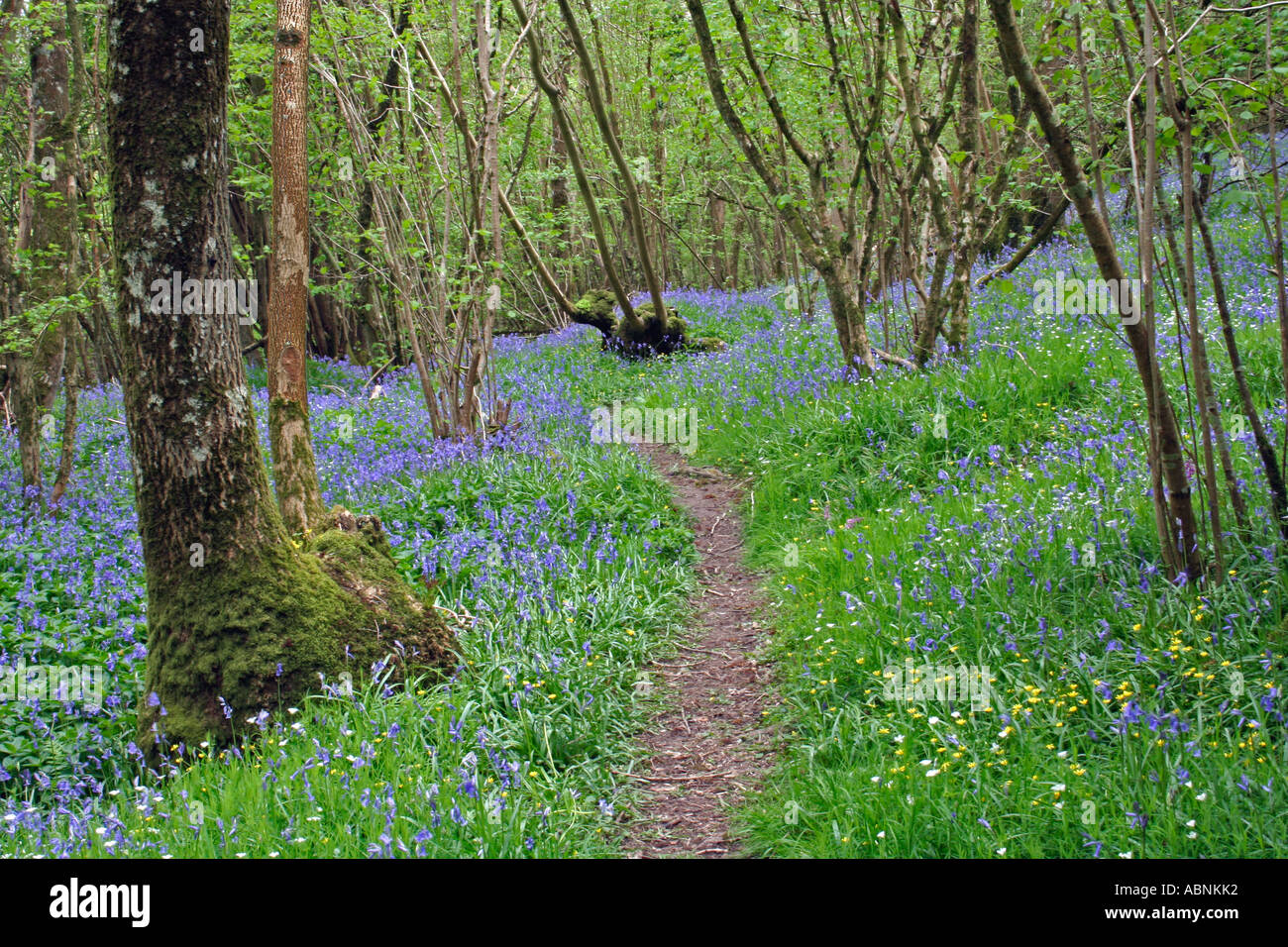 Wanderweg im Wald Bluebell, Dorset, UK. Europa Stockfoto