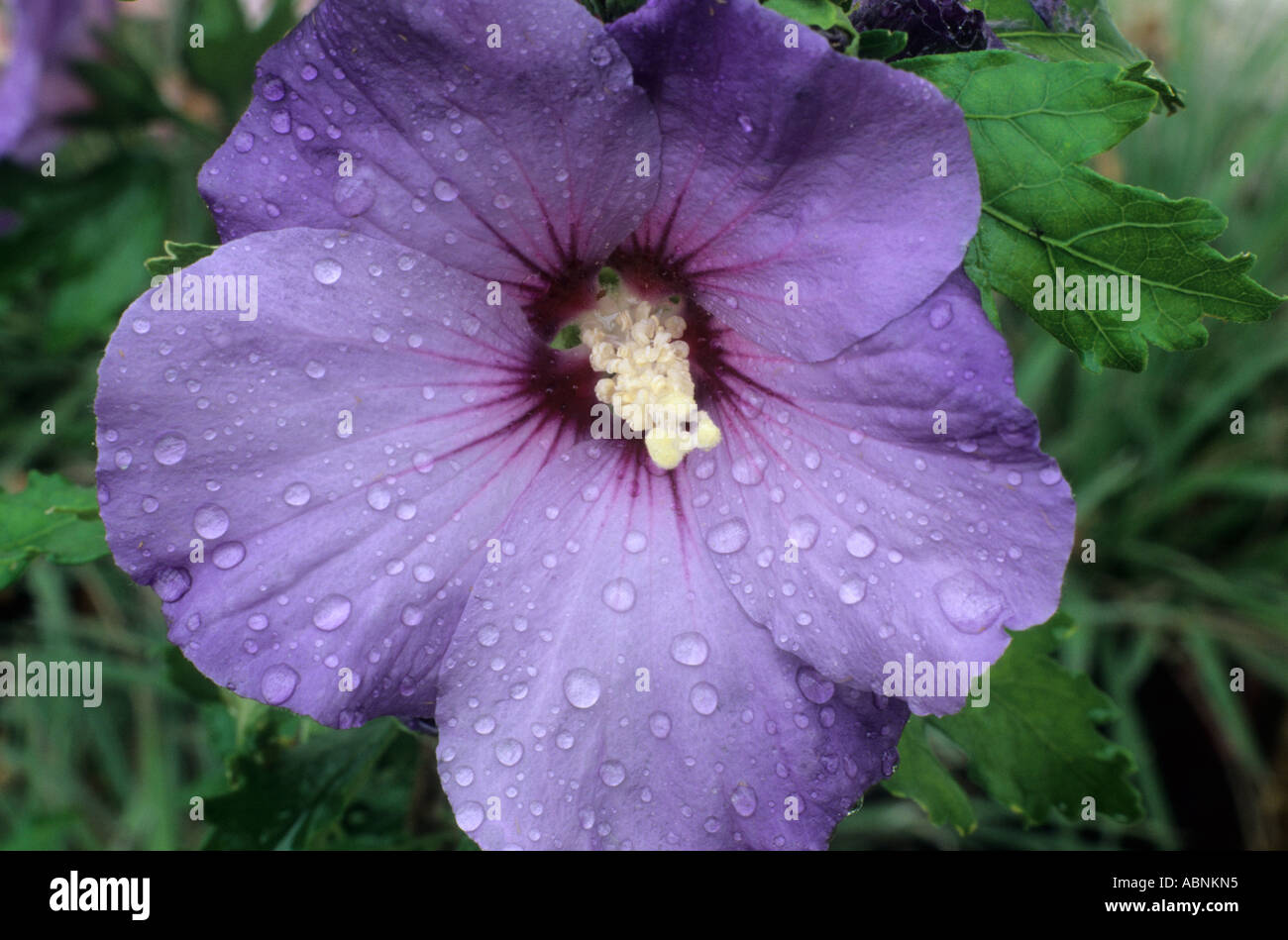 Hibiscus Syriacus Blue Bird Syn H s Oiseau Bleu Stockfoto