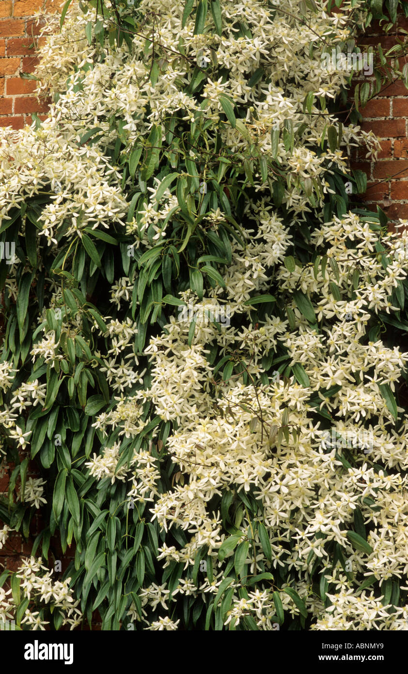 Clematis Armandii, Ziegelmauer, weiße Blüten, Pflanze Pflanzen Bergsteiger Kletterer Klettern Stockfoto