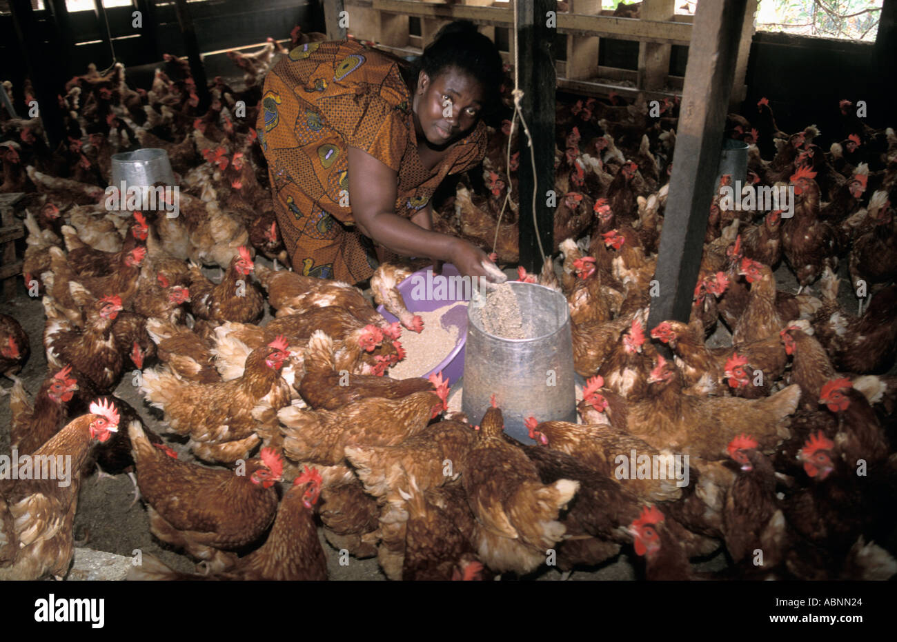 Ghana Geflügelzüchter, die Mary Akya Opfer unfairer Welthandel nicht konkurrieren kann importiert USA subventioniert Geflügel und Eiern Stockfoto