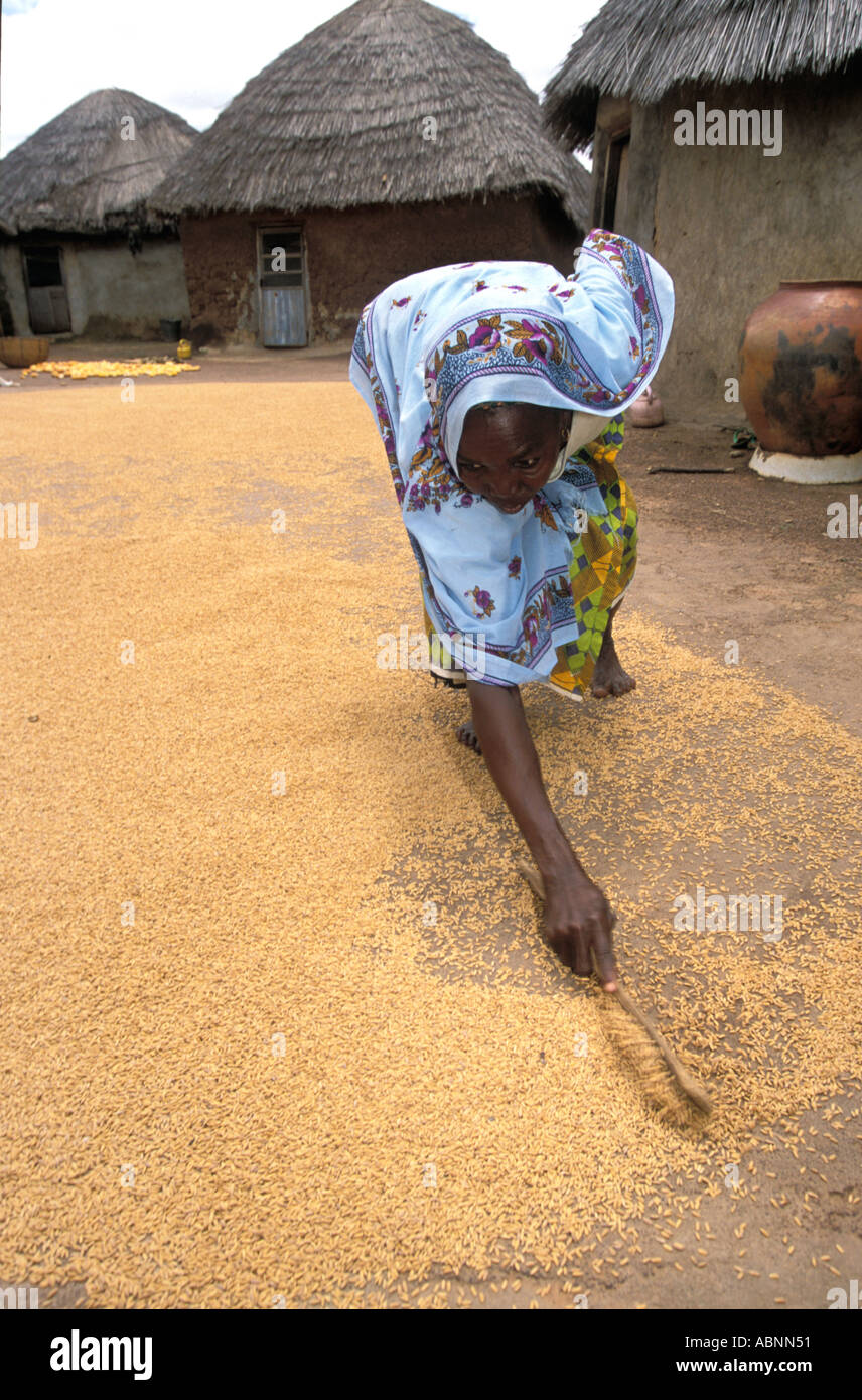 Hart arbeiten, schlechte weibliche Reisbauer tendenziell trocknen Gerte in Familie Verbindung ist sie ein Opfer von unfairen Welthandel in Ghana Stockfoto