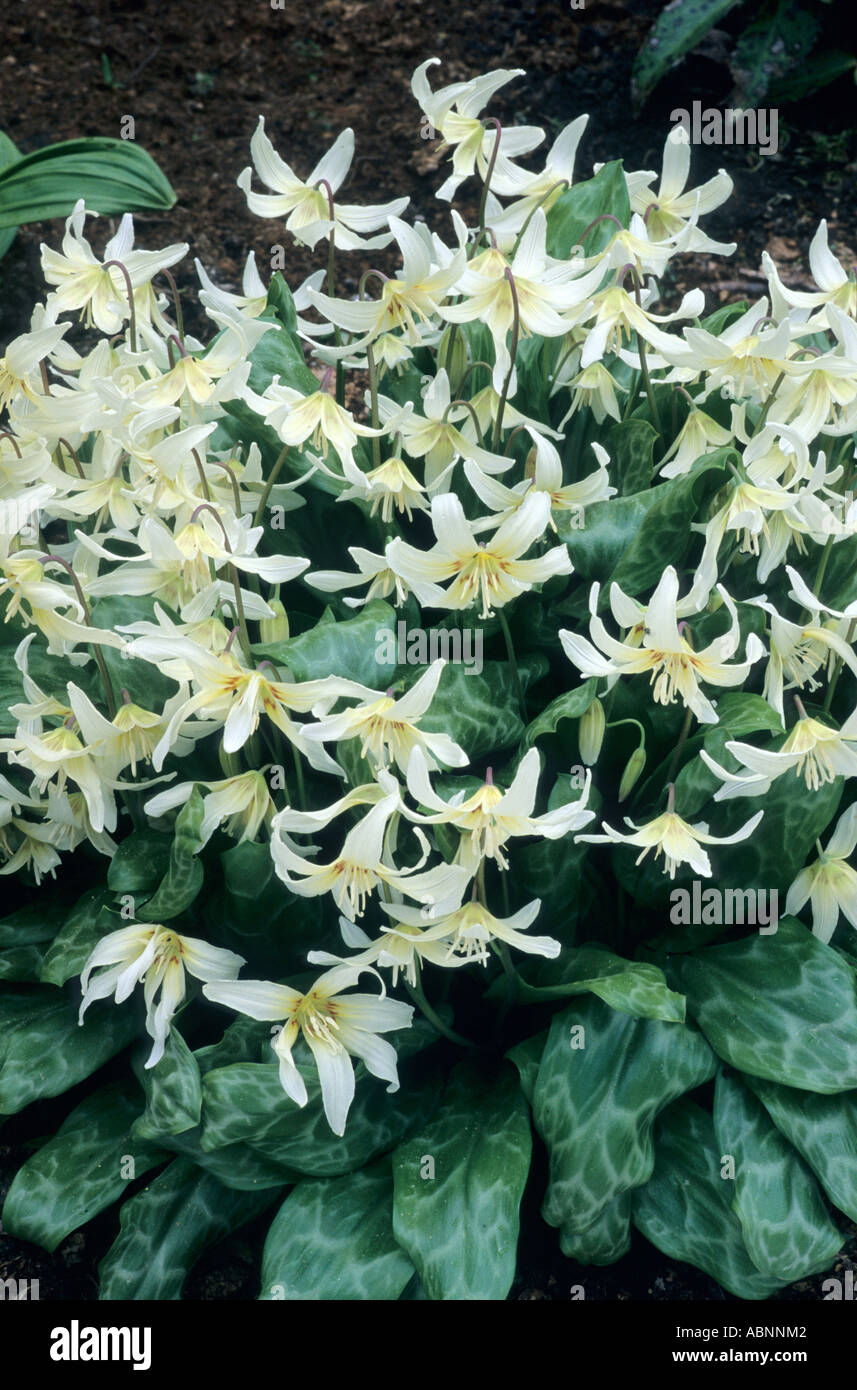 Erythronium "Weiße Pracht" Stockfoto
