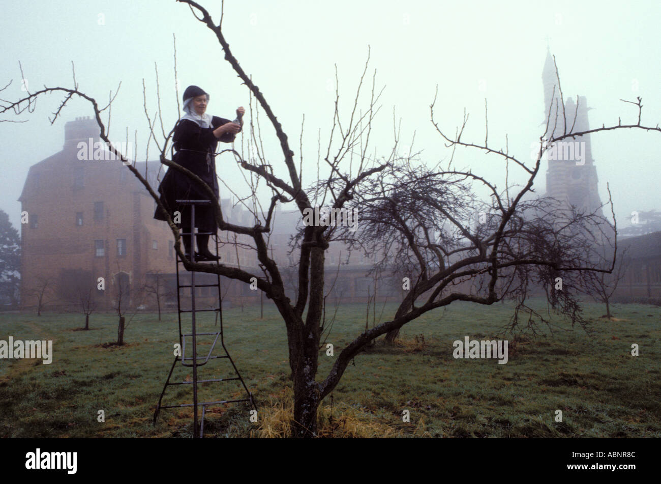 Katholische Nonne Rückschnitt Obstbaum im Morgennebel am Standbrook Abtei Kloster im Königreich Stockfoto