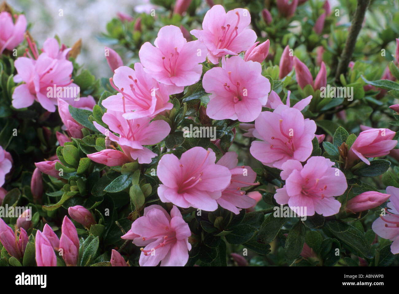 Rhododendron 'Kirin', immergrüne Azaleen, Rhododendren Azaleen rosa Blume Stockfoto
