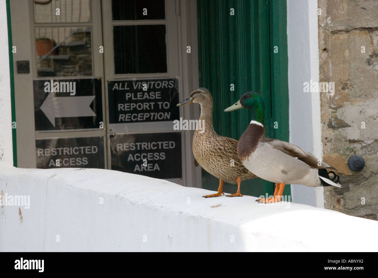 zwei Enten Stockfoto