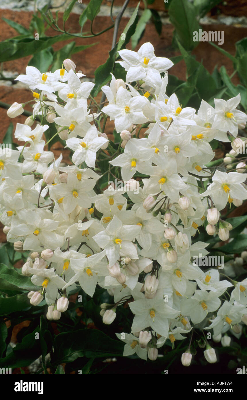 Solanum Jasminoides "Album" Stockfoto