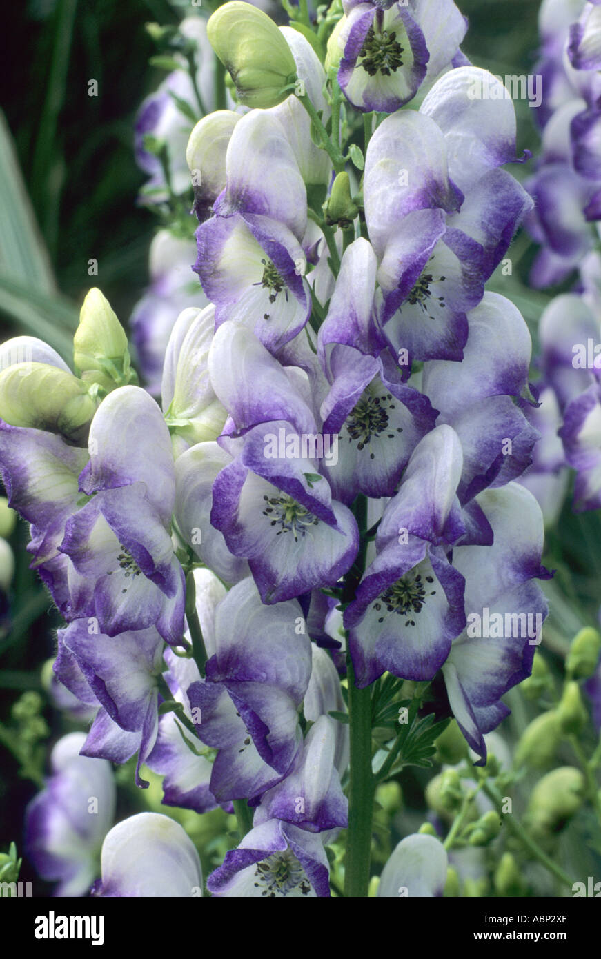 Aconitum X cammarum Bicolor Stockfoto