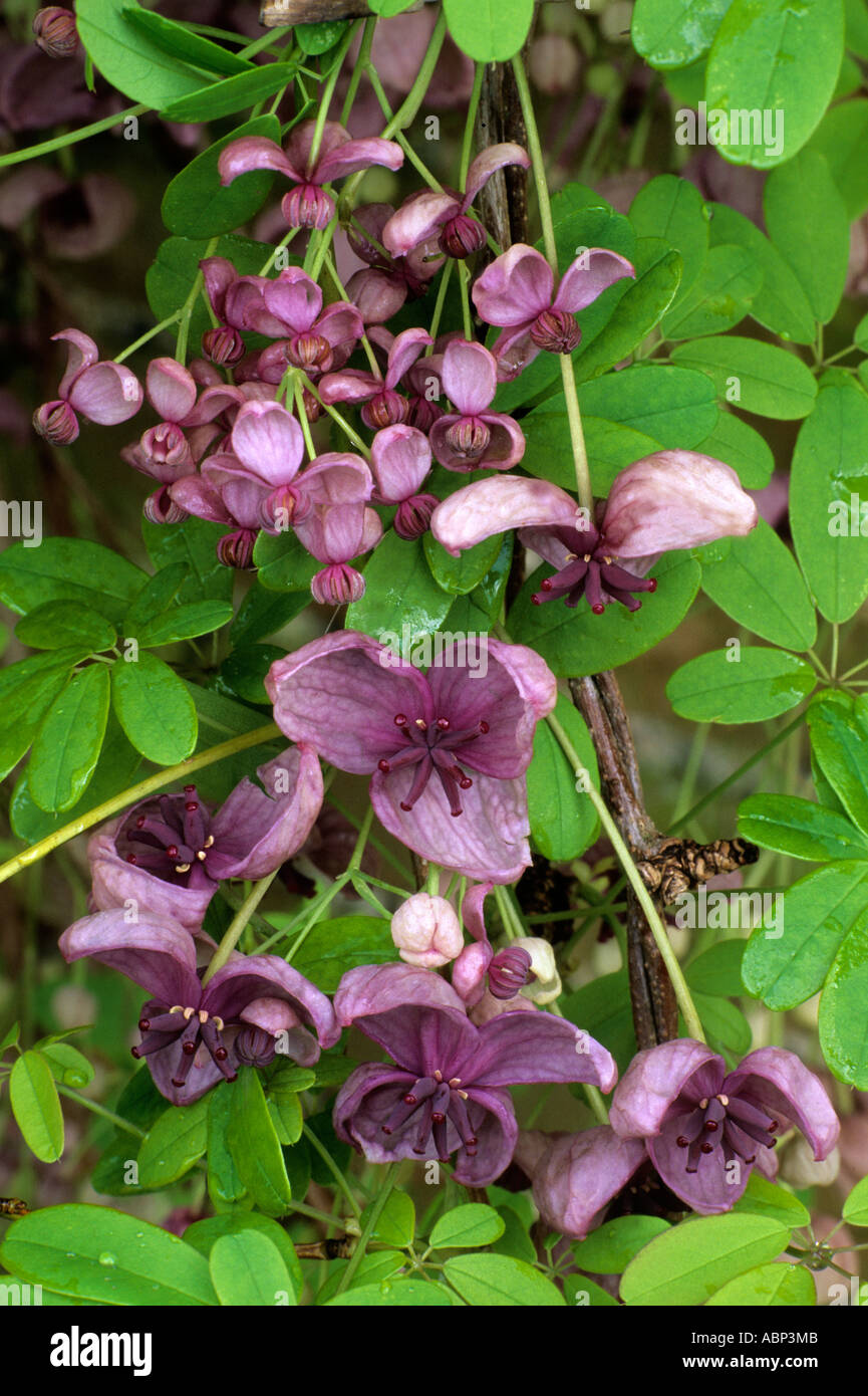 Akebia Quinata, Kletterpflanze, lila rosa Blüten akebias Stockfoto