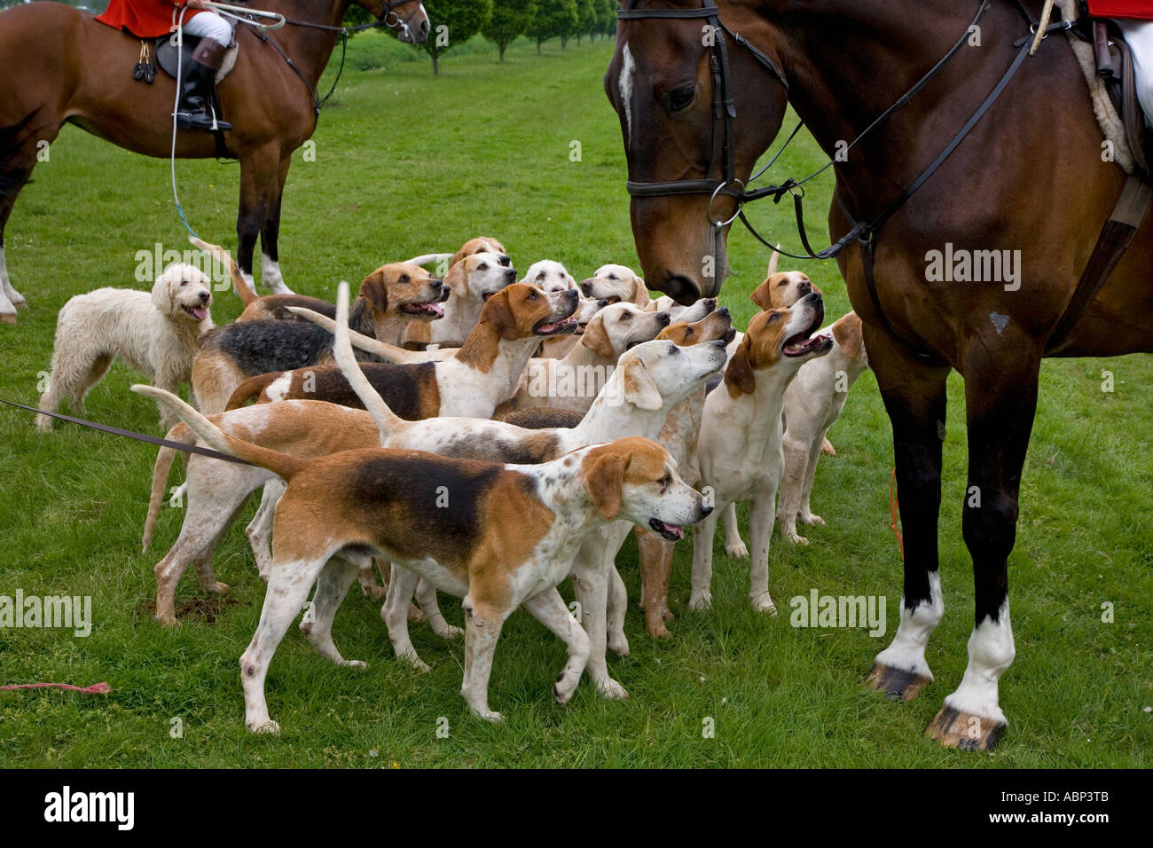 Jagdhunden von der Craven Jagd im Windsor Horse zeigen, dass Berkshire UK kann Stockfoto