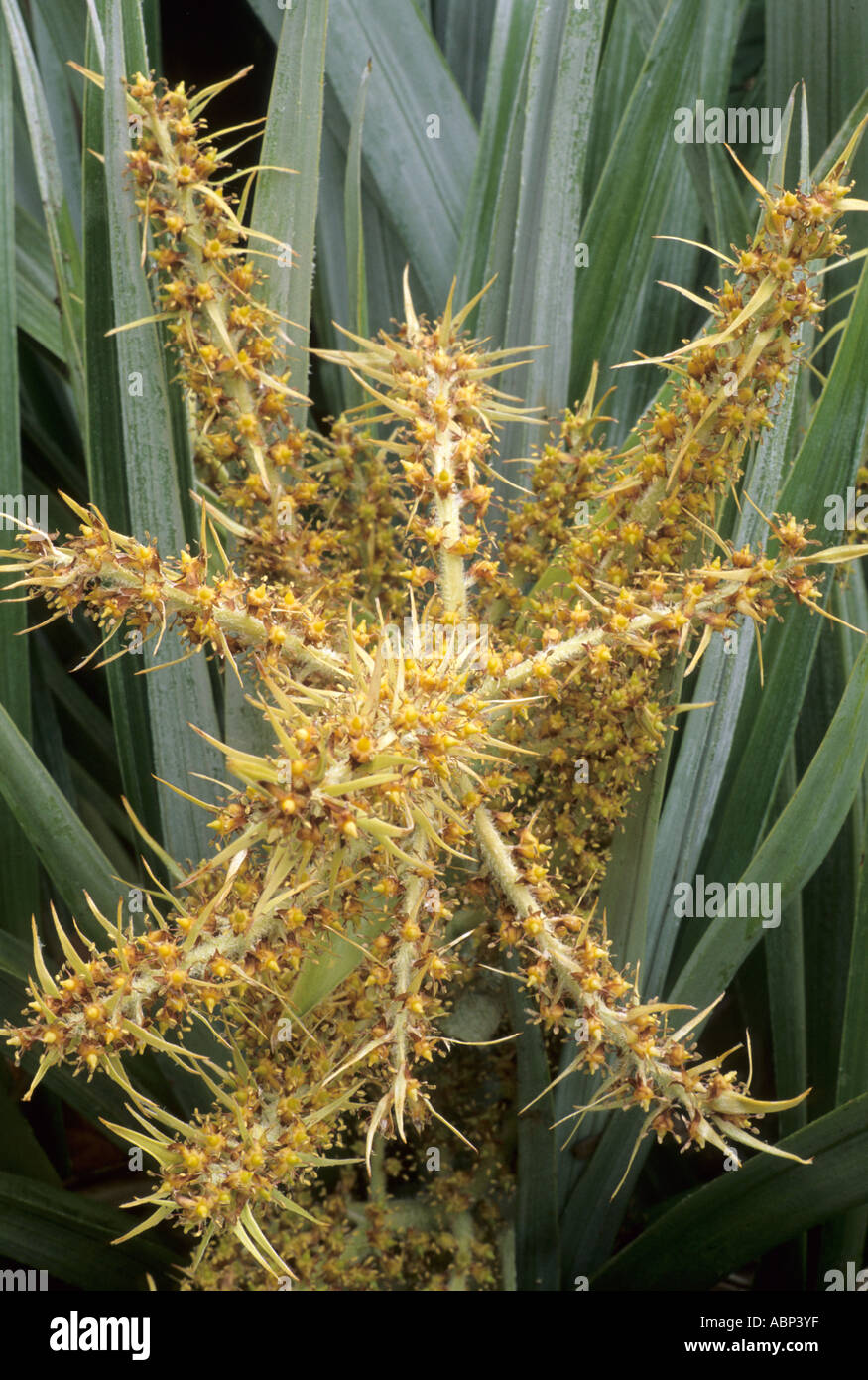 Astelia Chathamica Syn eine C Silber-Speer-Blume Stockfoto