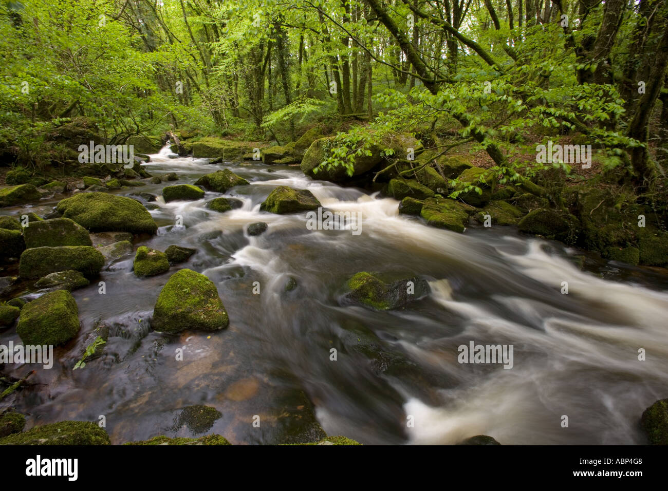 Golitha Falls River Fowey Cornwall UK Mai Stockfoto