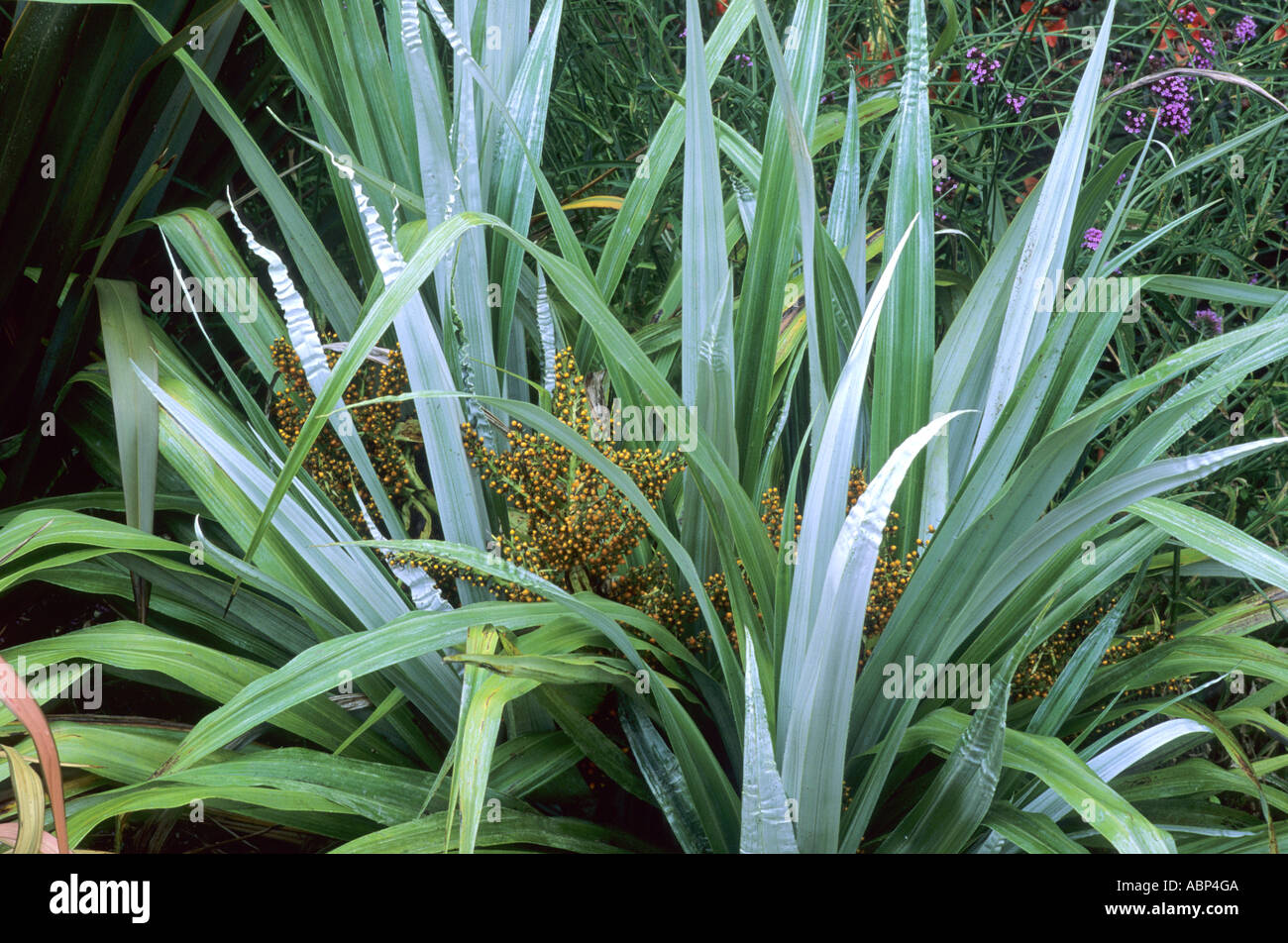 Astelia Chathamica, "Silber-Speer", in Blüte, Blattpflanze astelias Stockfoto