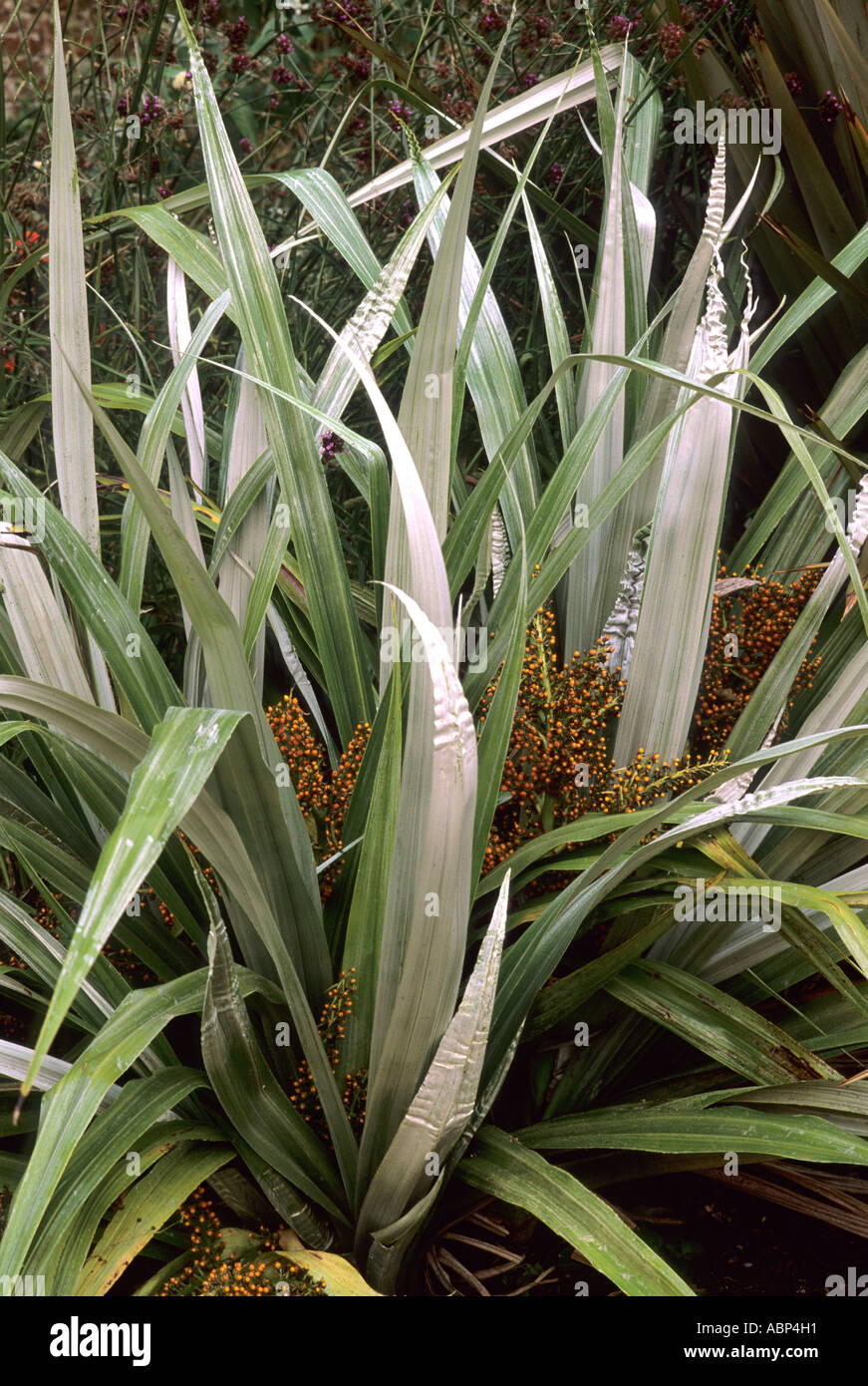 Astelia Chathamica, Sy A.c.'Silver Speer ", Blume, Blattpflanze Astelias Stockfoto