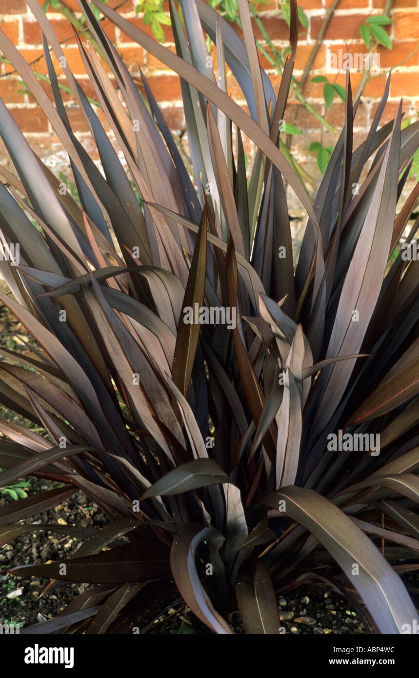 Phormium Tenax Purpureum Gruppe, Neuseeland Flachs Blattpflanze, Blätter dunkel Bronze phormiums Stockfoto