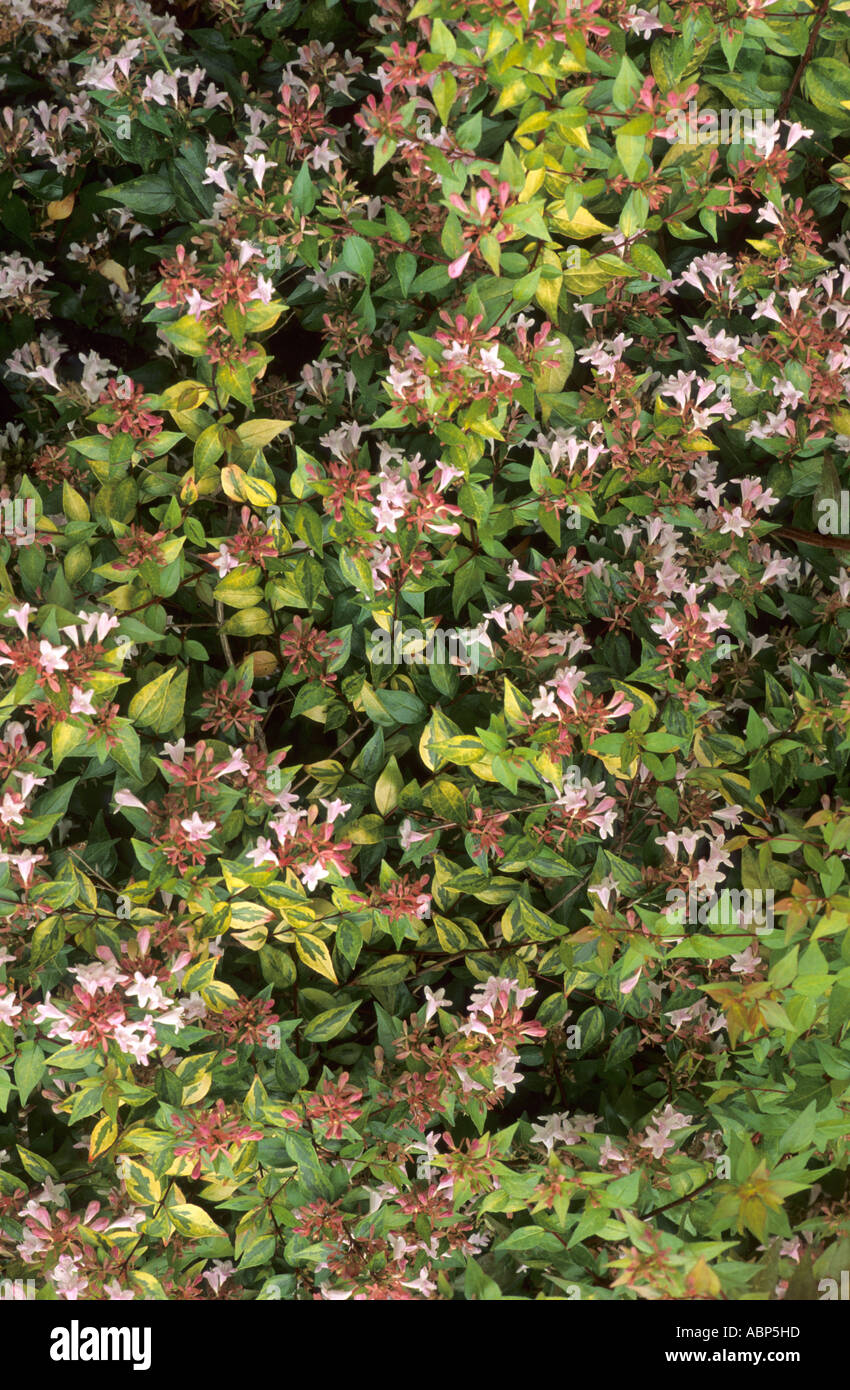 Abelia X grandiflora, weiß und rosa Blumen, abelias Stockfoto