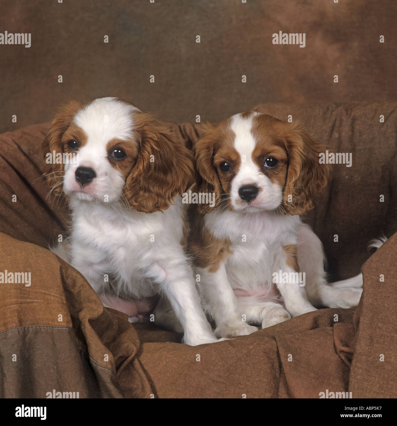Cavalier King Charles Spaniel Blenheim (Chestnut und Weiß) und Welpen Stockfoto