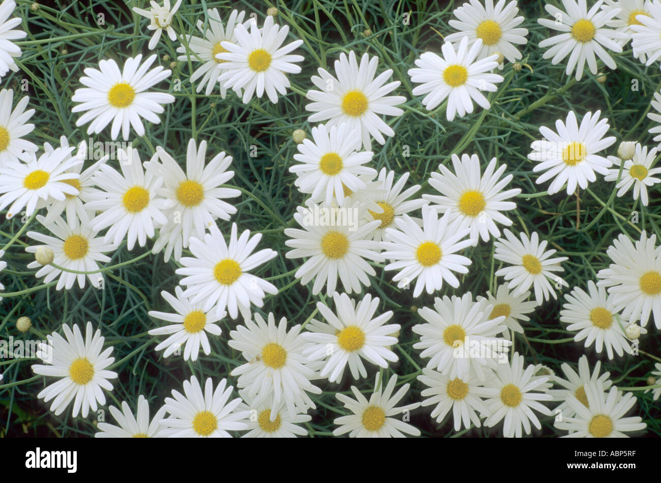 Argyranthemum Chelsea Girl Stockfoto