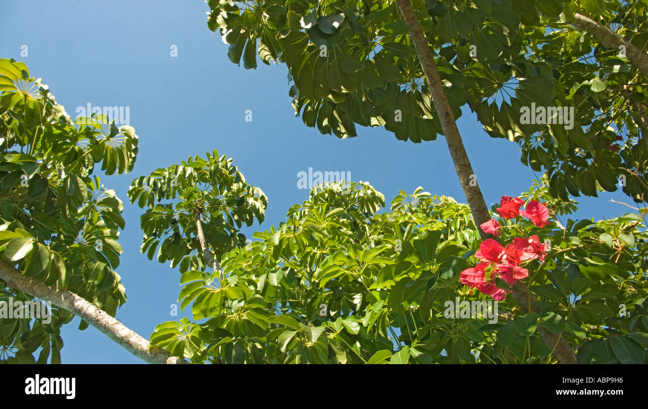 Schefflera Baum oder Umbrella Tree mit Bougainvillea-Blüten Stockfoto