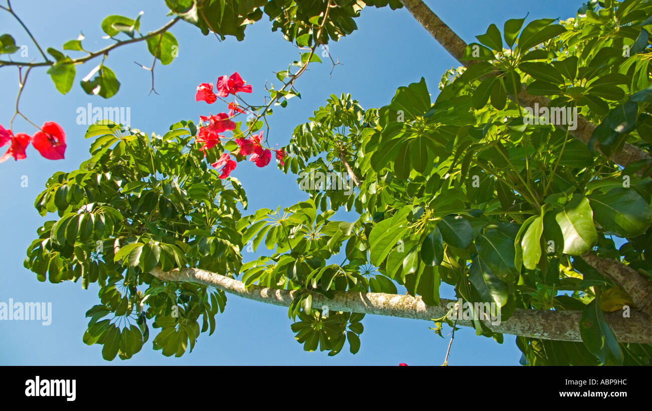 Schefflera Baum oder Umbrella Tree mit Bougainvillea-Blüten Stockfoto